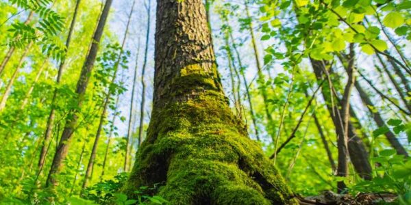 Building A More Sustainable Digital Future Feature